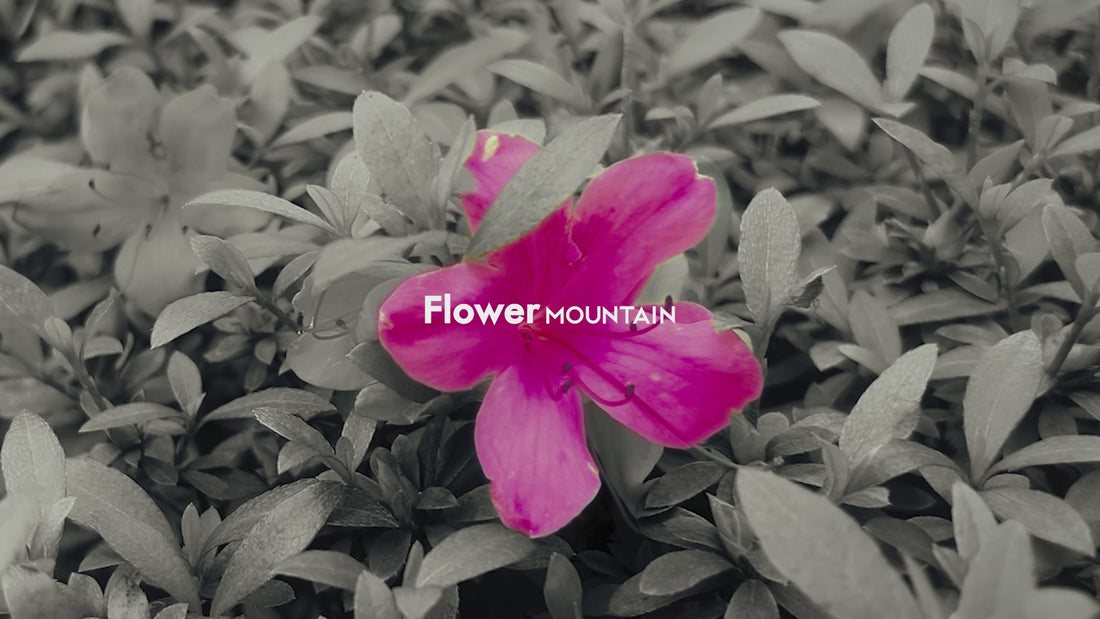 Flower MOUNTAIN オフィシャルサイト 〈フラワーマウンテン〉